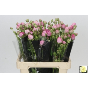 Ranunculus Moderna Dolce