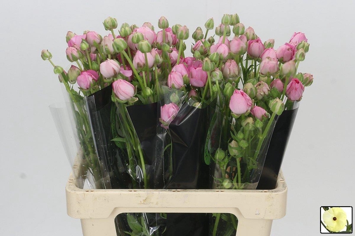 <h4>Ranunculus Moderna Dolce</h4>