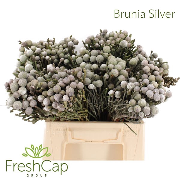 <h4>Brunia Leavis (silver Brunia)</h4>