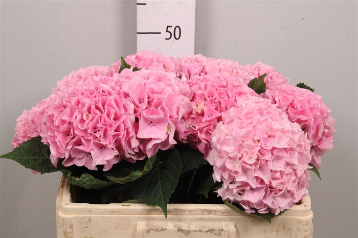 <h4>Hydr M Mag Pi Floyd</h4>