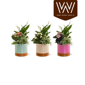 Collectie 'Tasty Bubbele' Arrangement in Zink Nola