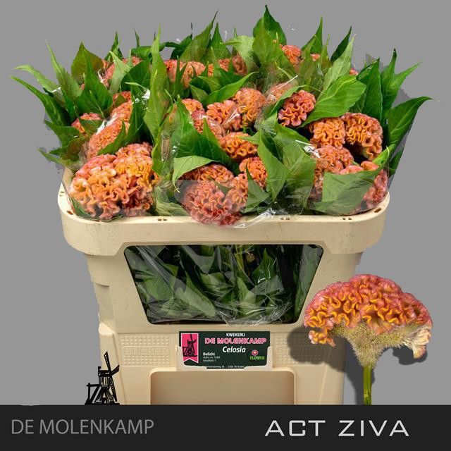 <h4>CEL C ACT ZIVA</h4>