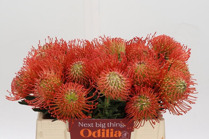 <h4>Nutans Succession</h4>