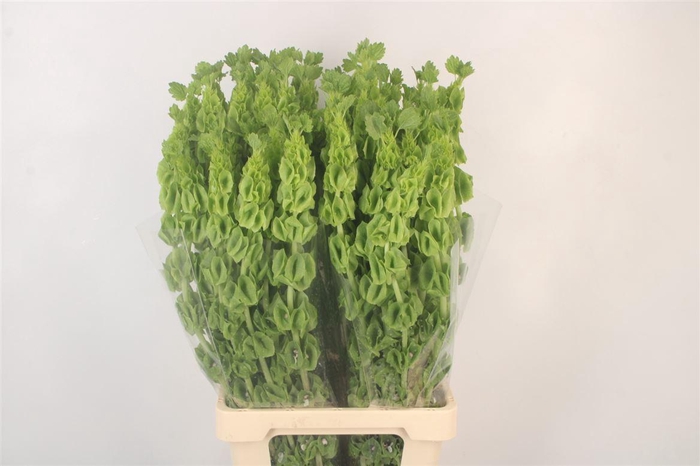 <h4>Moluccella Stuk</h4>