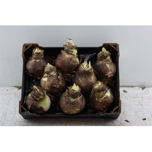 Hipp Bulb With Roots