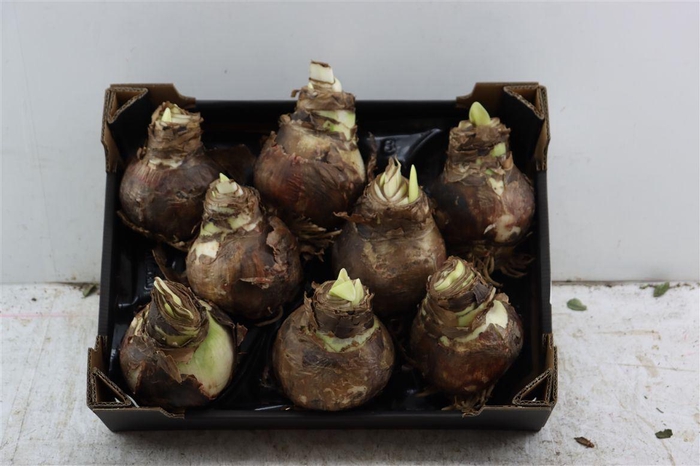 <h4>Hipp Bulb With Roots</h4>