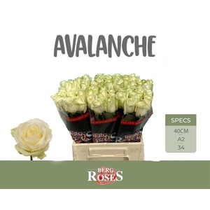 R GR AVALANCHE+