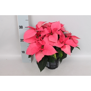 Poinsettia 13 cm  Pink