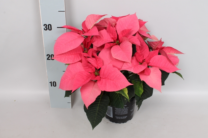 Poinsettia 13 cm  Pink