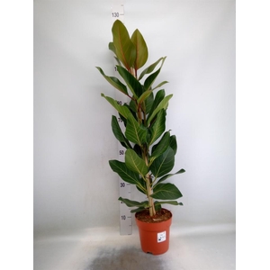 Ficus benghalensis 'Joy'