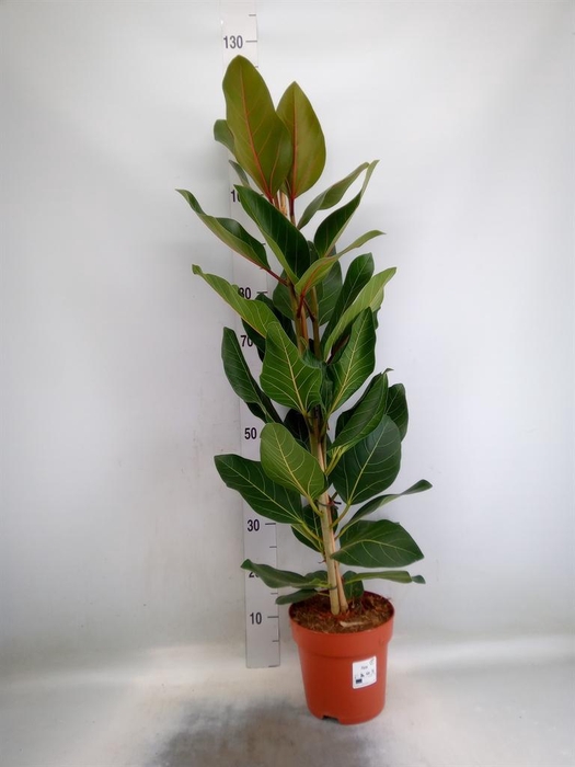 <h4>Ficus benghalensis 'Joy'</h4>
