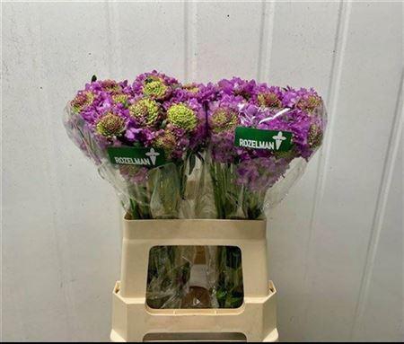 <h4>Scab At Bb Scoop Ube</h4>