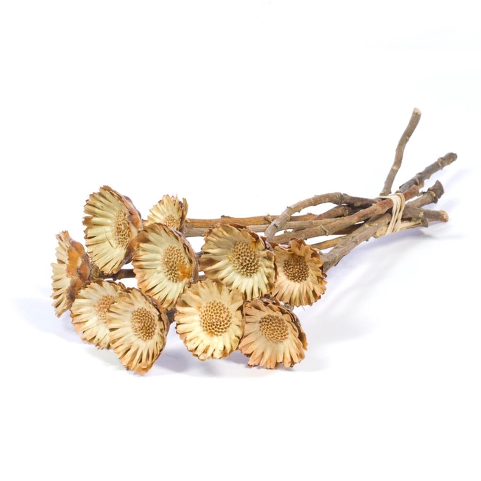 <h4>Protea Compacta 10pc Natural</h4>