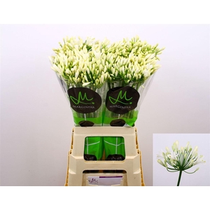 Agapanthus 'Gletsjer'