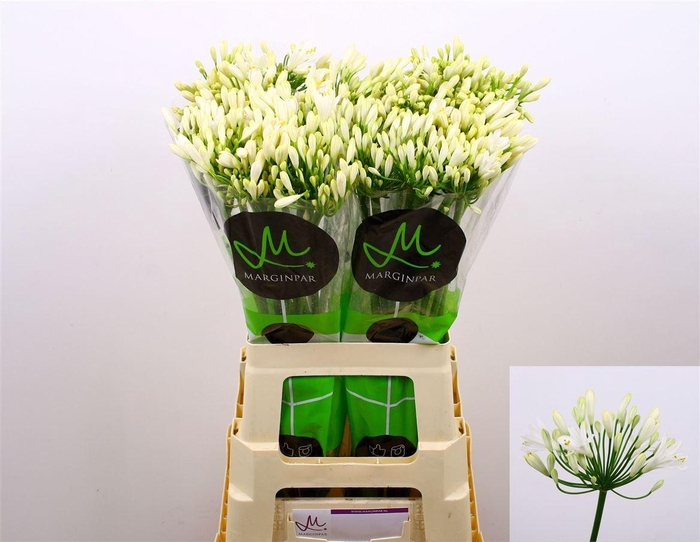 <h4>Agapanthus 'Gletsjer'</h4>