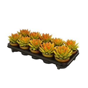 Echeveria bicoloured yellow/orange