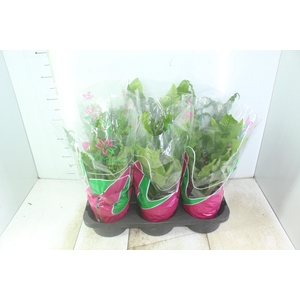 ASPLENIUM OSAKA VARIADO P19