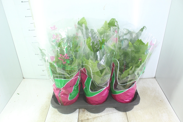 <h4>ASPLENIUM OSAKA VARIADO P19</h4>