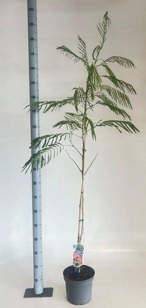 <h4>Albizia julibrissin</h4>