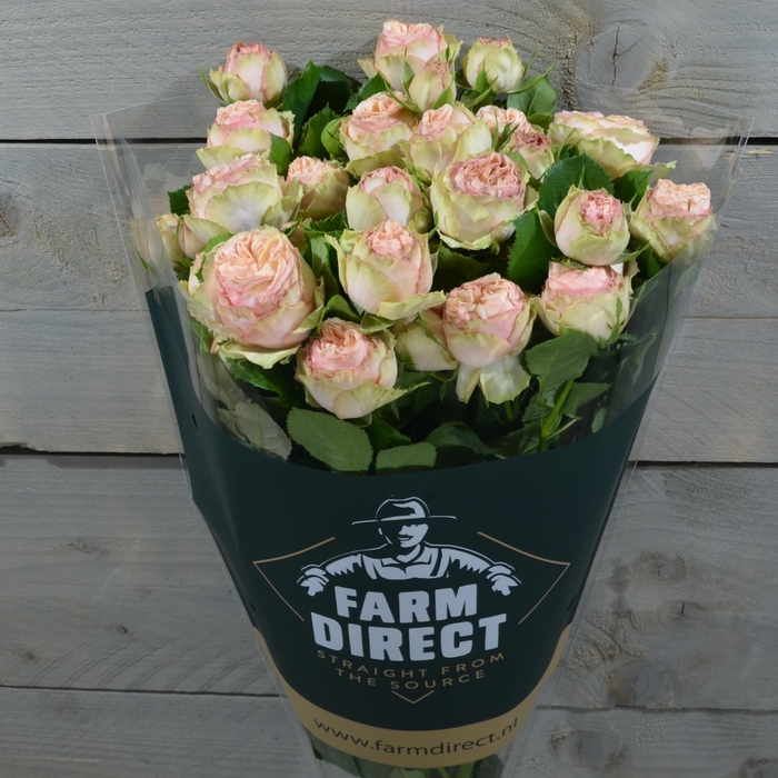 <h4>R Tr Gentle Trendsetter</h4>