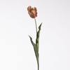 AF Tulip Parrot L83cm Salmon