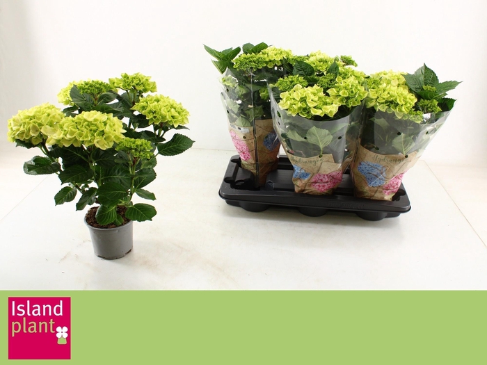 <h4>HYDR M WUDU</h4>