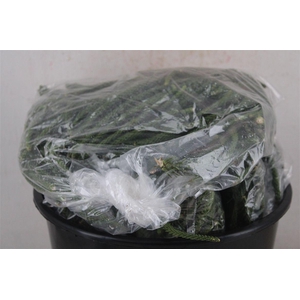 Araucaria Naturel P Bag