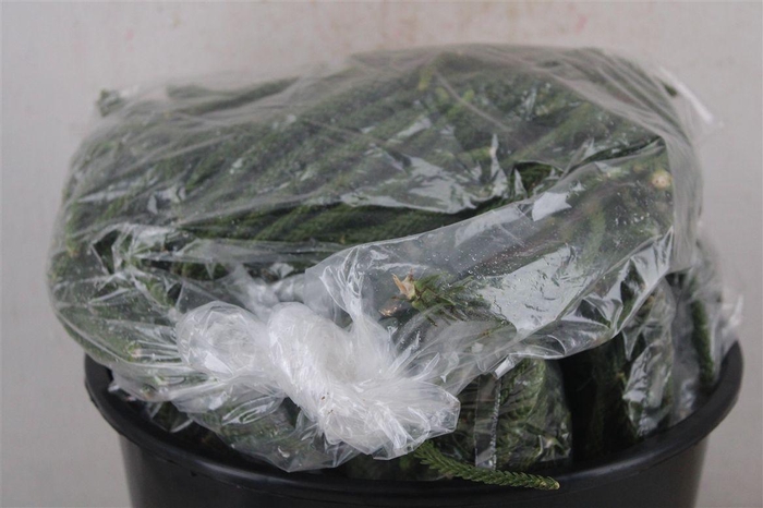 <h4>Araucaria Naturel P Bag</h4>