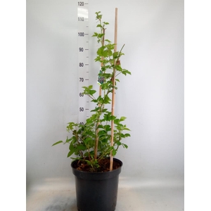 Rubus fruticosus