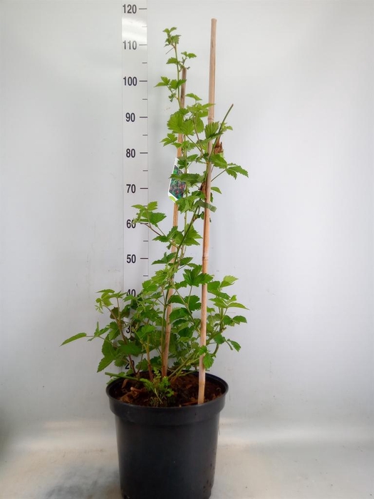 <h4>Rubus fruticosus</h4>