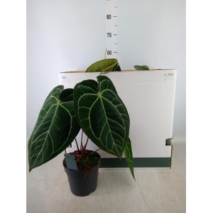 Anthurium clarinervium