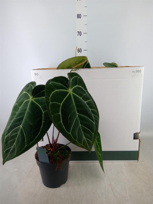 <h4>Anthurium clarinervium</h4>