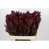 Leucadendron Saf Sunset Dark R.Spray