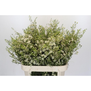 Chamelaucium Majestic White