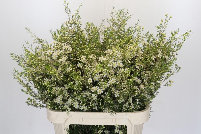 <h4>Chamelaucium Majestic White</h4>