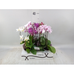 Phalaenopsis   ...mini