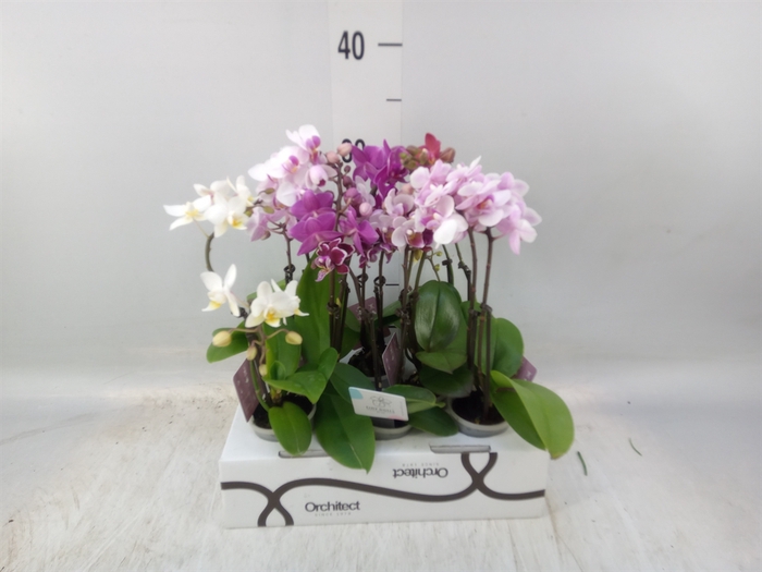 <h4>Phalaenopsis   ...mini</h4>