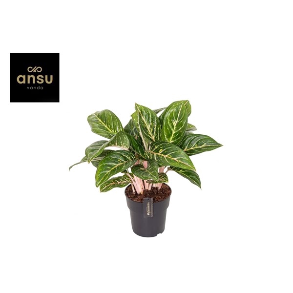 <h4>Aglaonema Coco Green</h4>