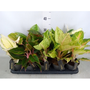 Aglaonema   ...