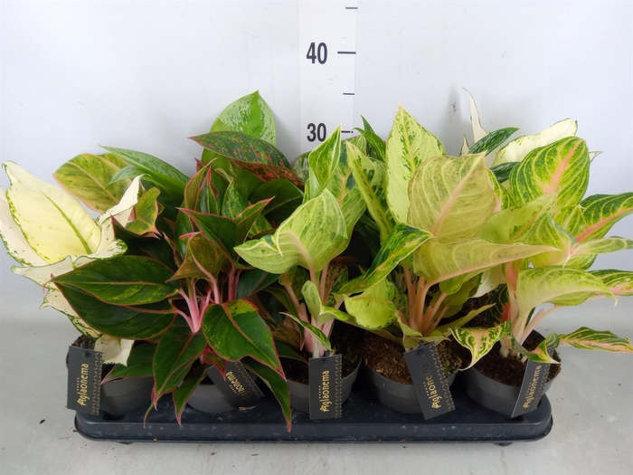 <h4>Aglaonema   ...</h4>