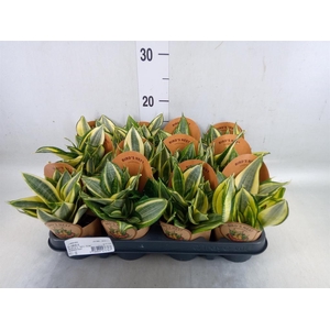 Sansevieria trifa. 'Golden Hahnii'