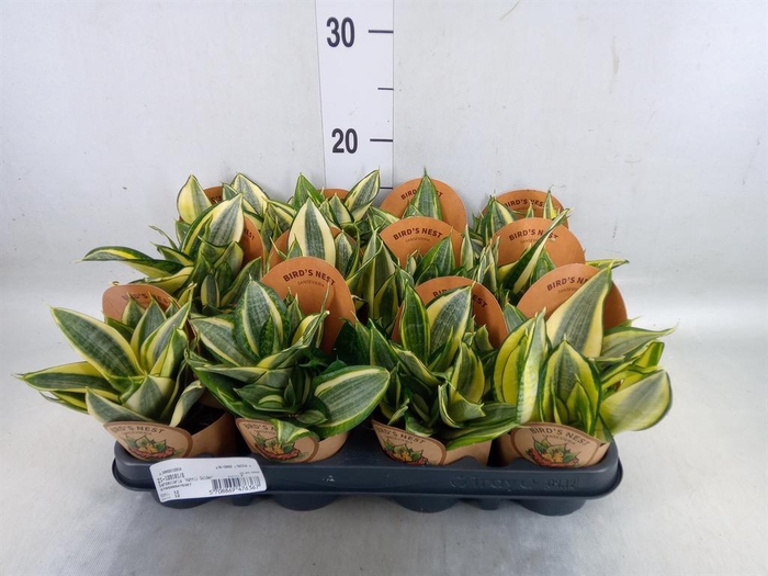 <h4>Sansevieria trifa. 'Golden Hahnii'</h4>