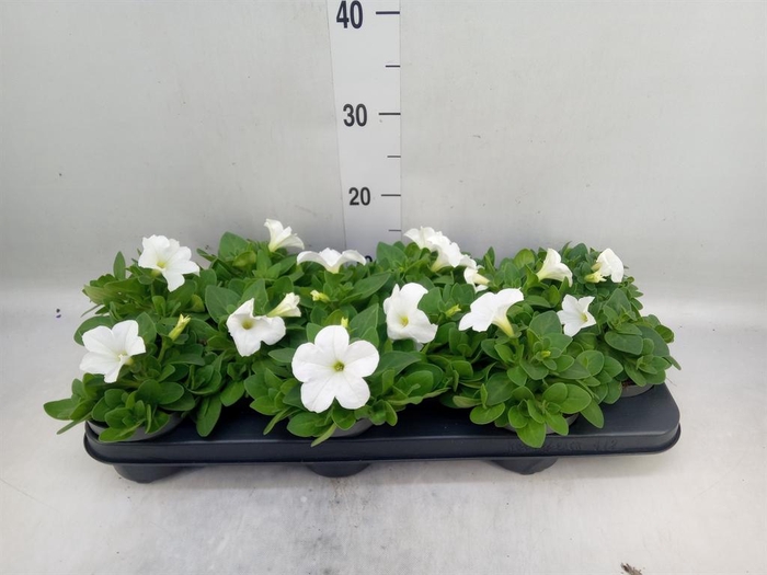 <h4>Petunia ...</h4>