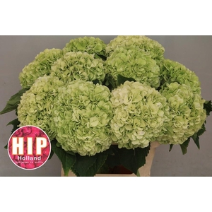 HYDR M CANNONBALL CL