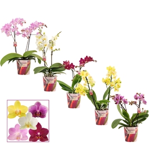 PHAL MF GEM
