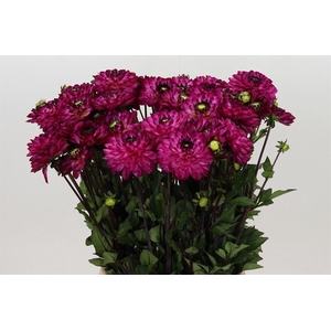 Dahlia Romantica