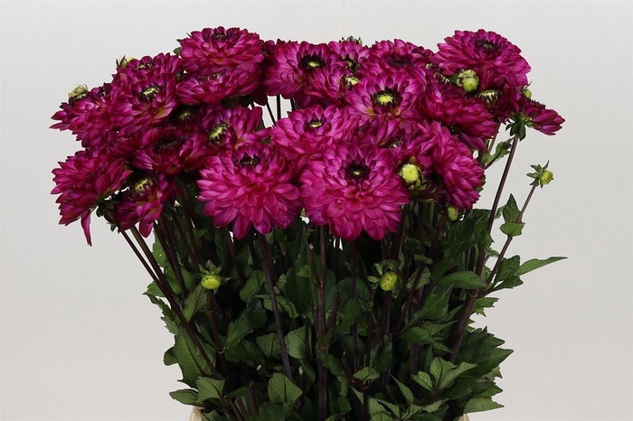 <h4>Dahlia Romantica</h4>