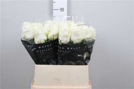 <h4>R Gr Noelia</h4>