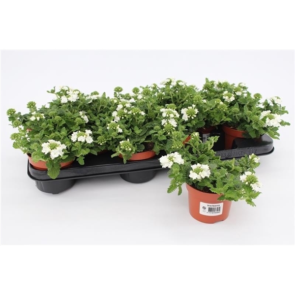 <h4>Verbena White</h4>