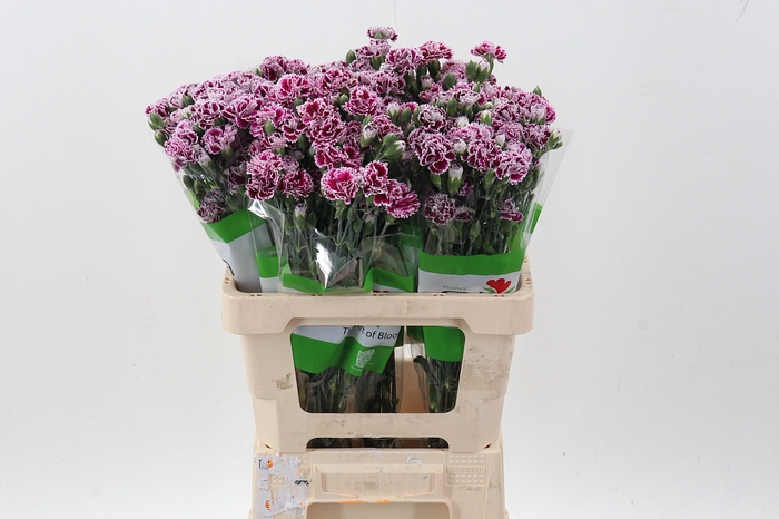 <h4>Di Fiorino Pupa</h4>